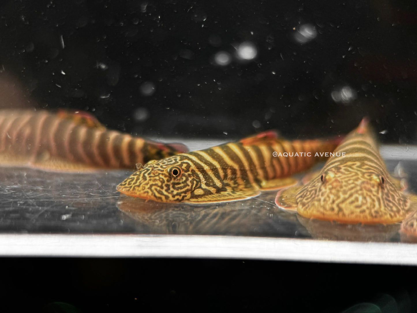 Gastromyzon sp. ‘flame tiger’