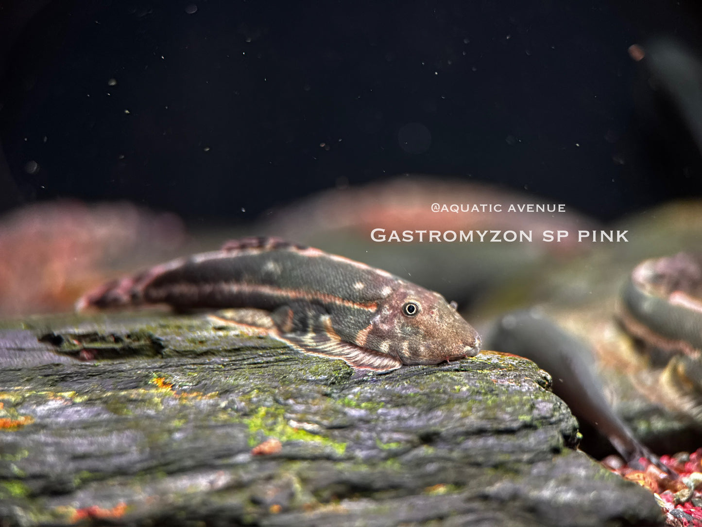 Gastromyzon sp. ‘pink’