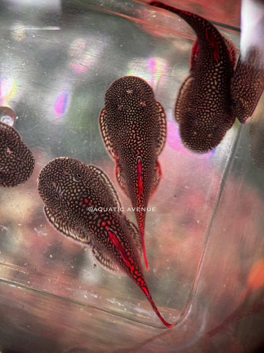 Gastromyzon katibasensis
