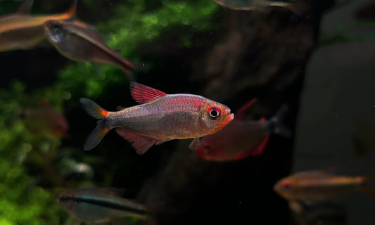 Hyphessobrycon sp cf. margitae