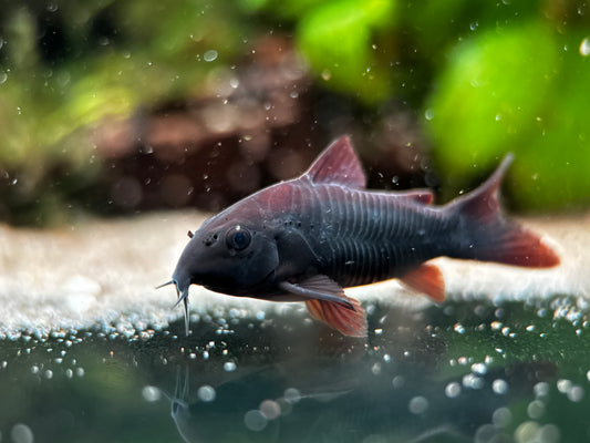 Corydoras Schultzai (Black Venezuela Cory)