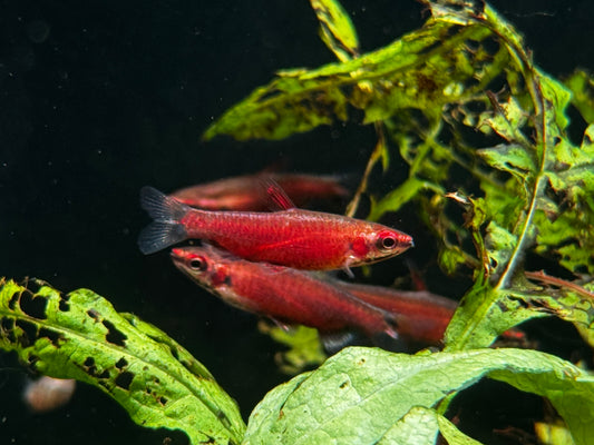 Nannostomus sp Rio Amaya