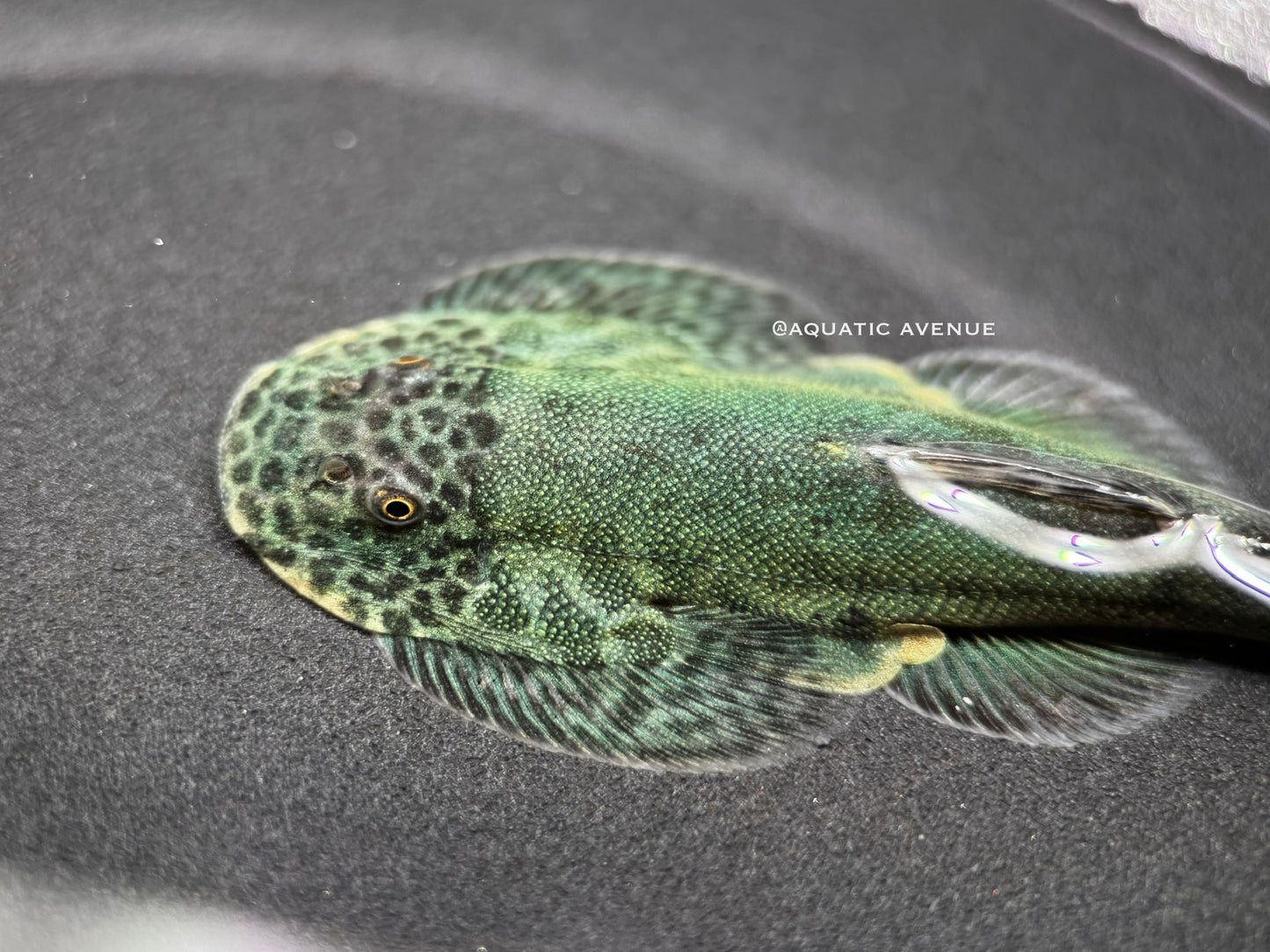 Gastromyzon lepidogaster ‘blue green’