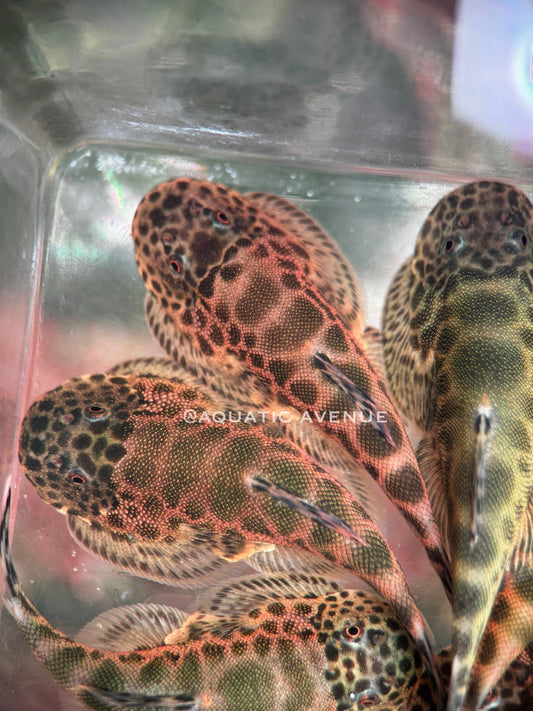 Gastromyzon lepidogaster ‘red’