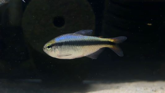 Hyphessobrycon melanostichos “Blue Ribbon Tetra”