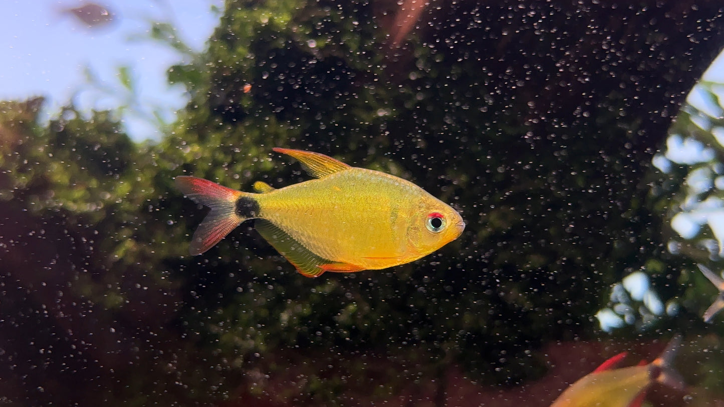 Hyphessobrycon loweae