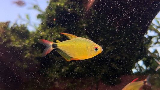 Hyphessobrycon loweae