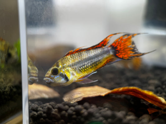 Apistogramma cacatuoides