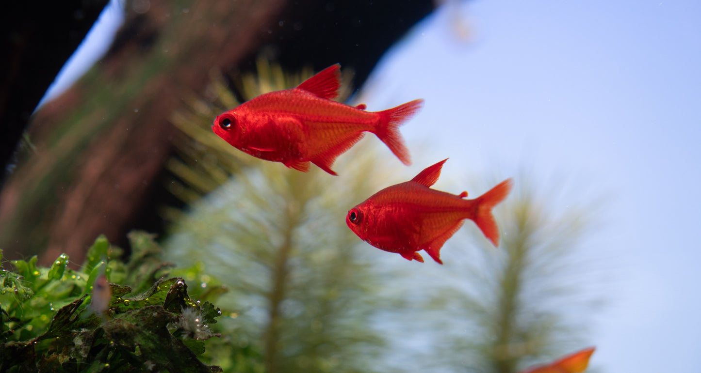 Hyphessobrycon sp “Red Cherry” wild