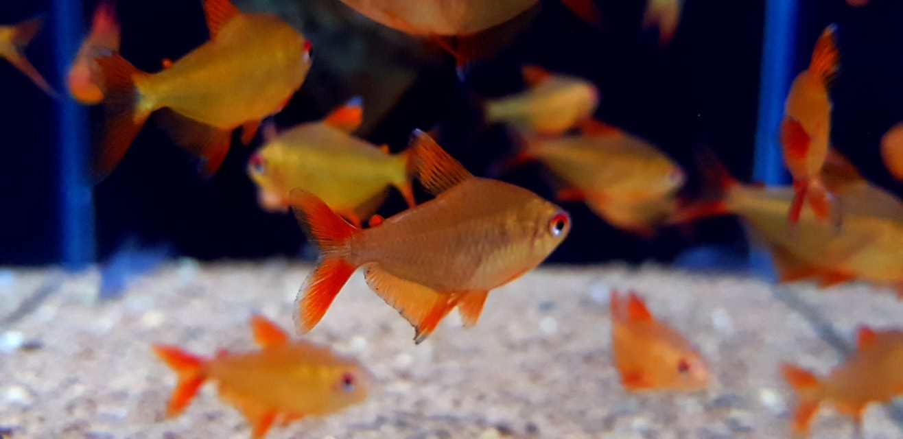 Hyphessobrycon sp “Red Cherry” wild