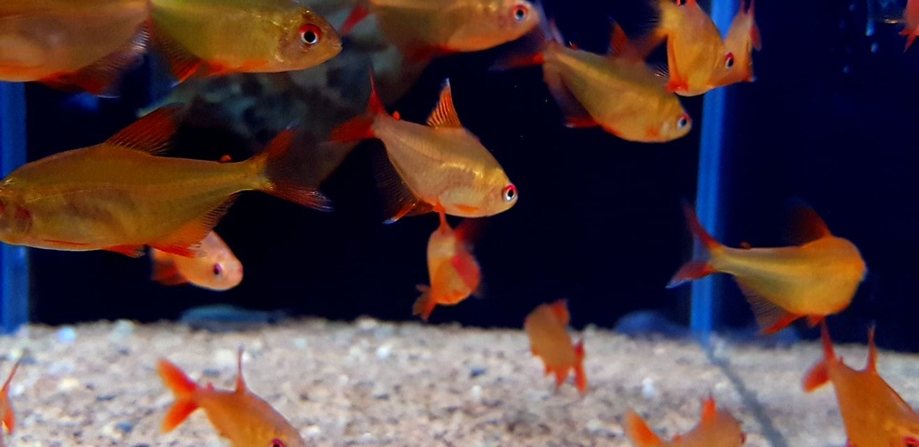 Hyphessobrycon sp “Red Cherry” wild