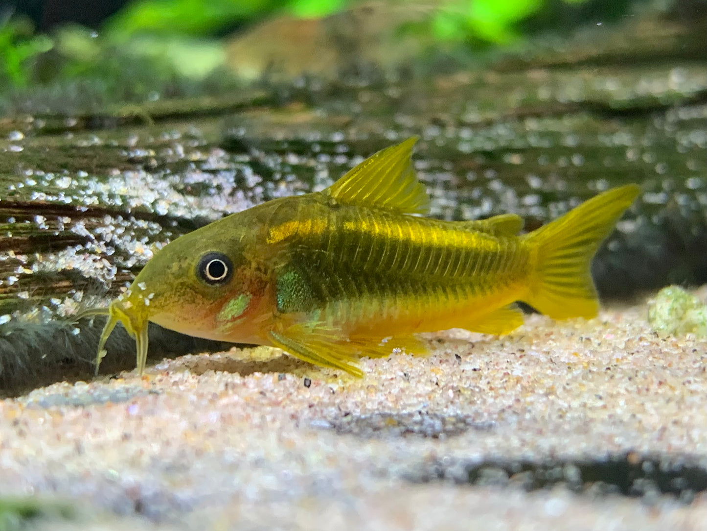 Golden Line Cory
