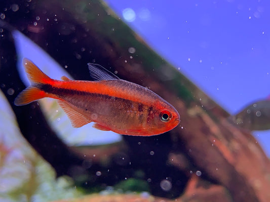 Hyphessobrycon Myrmex “Fire Ant Tetra”