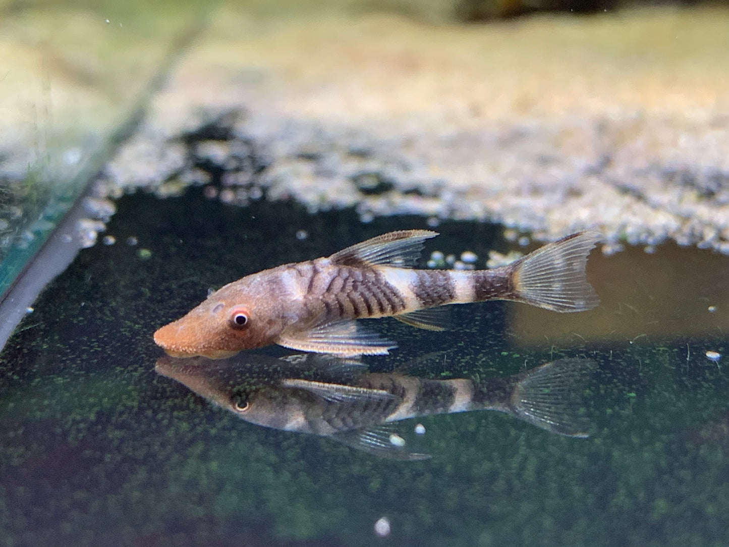 Nannoptopoma sp. "Peru Orange"