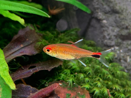 Ruby Tetra
