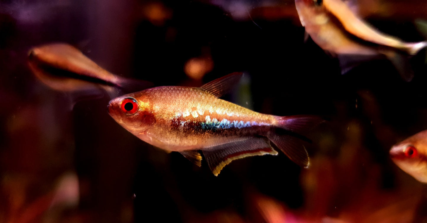 Nematobrycon lacortei (Red eye/Rainbow Emperor Tetra)