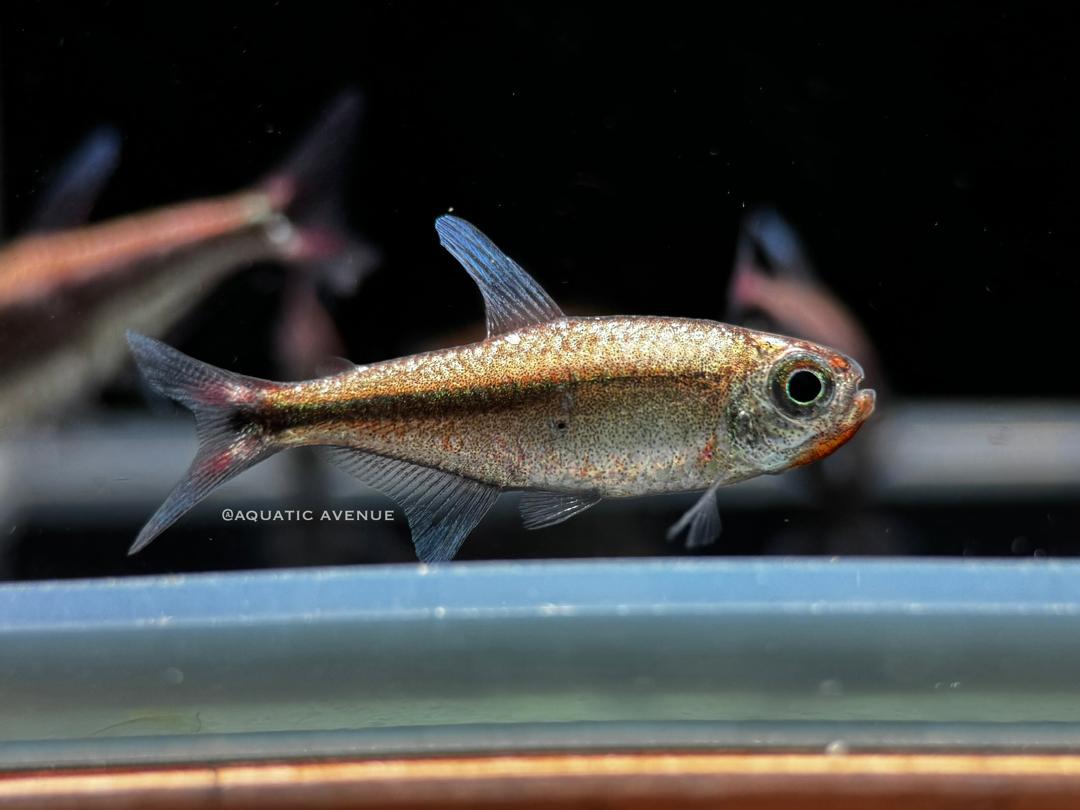 Hyphessobrycon sp. "Pink cherry" Platinum