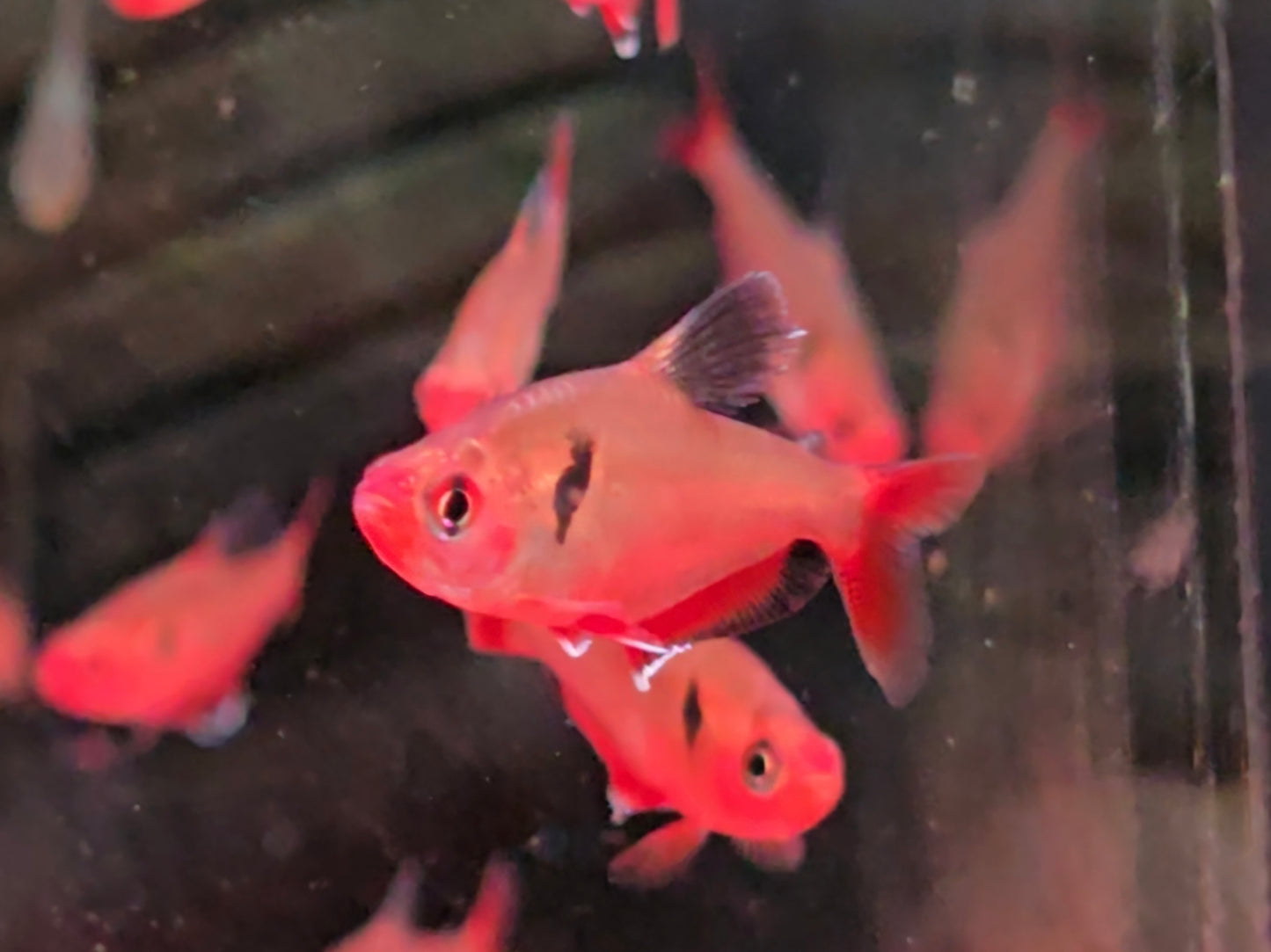 Serpae Tetra