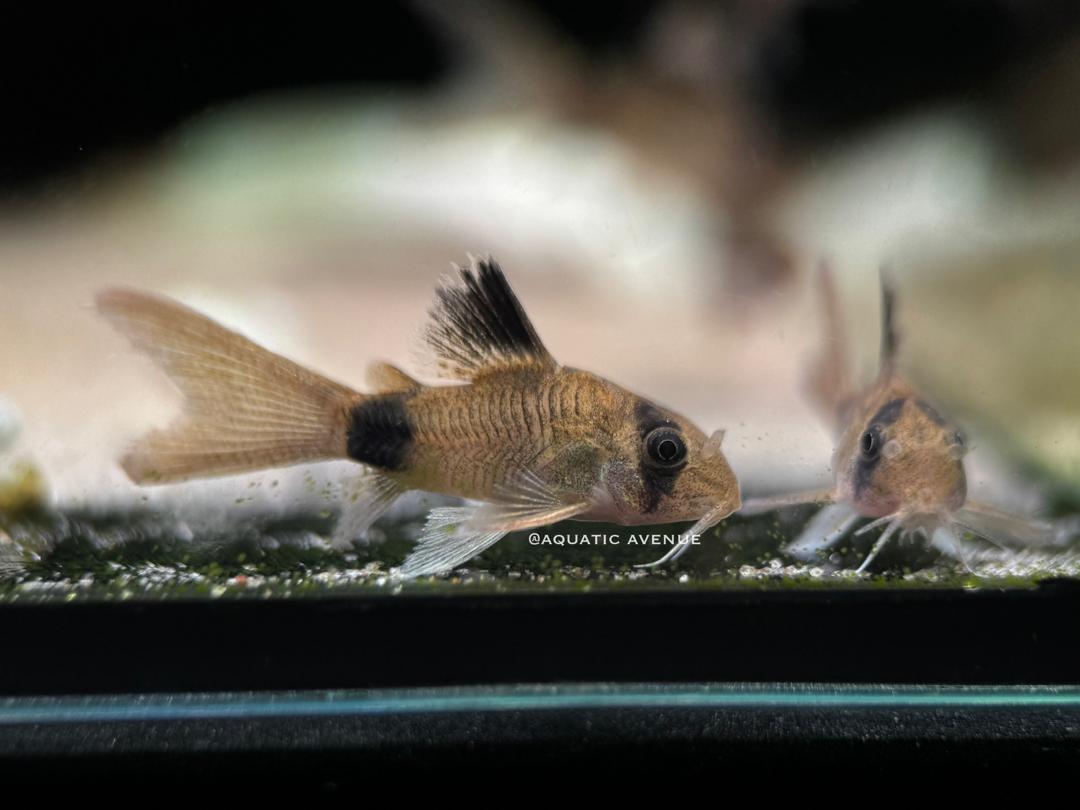 Hoplisoma panda 'longfin'