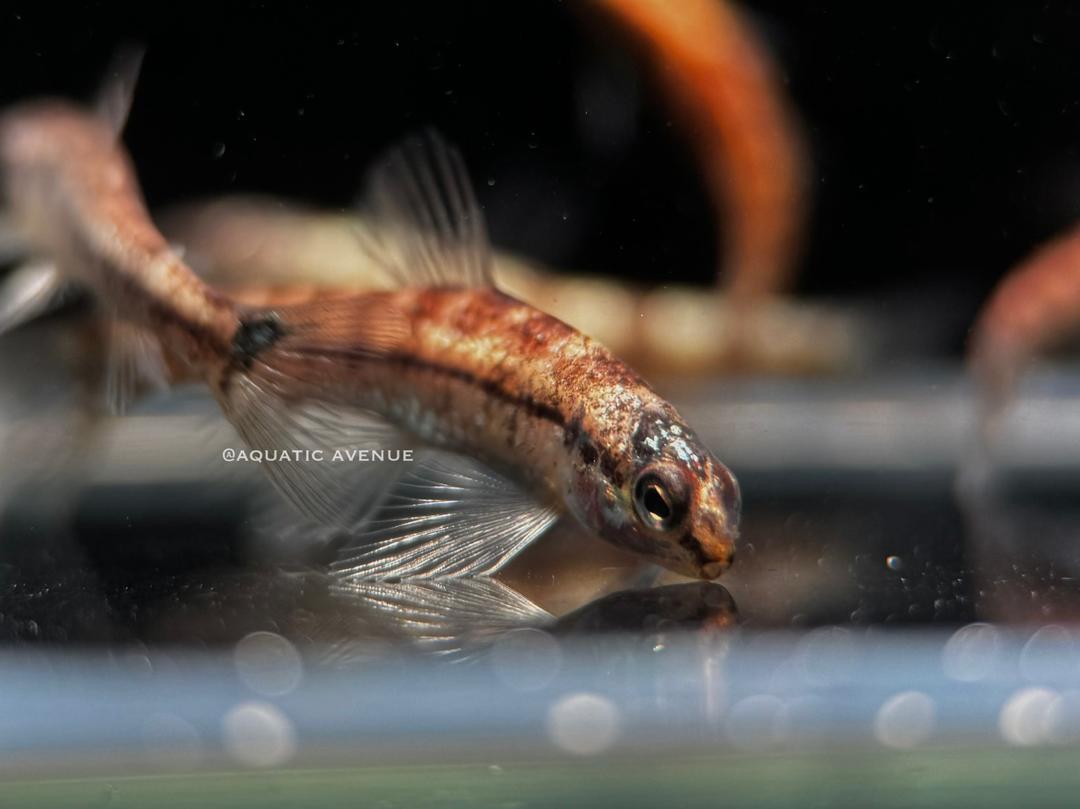 Characidium sp 'platinum'