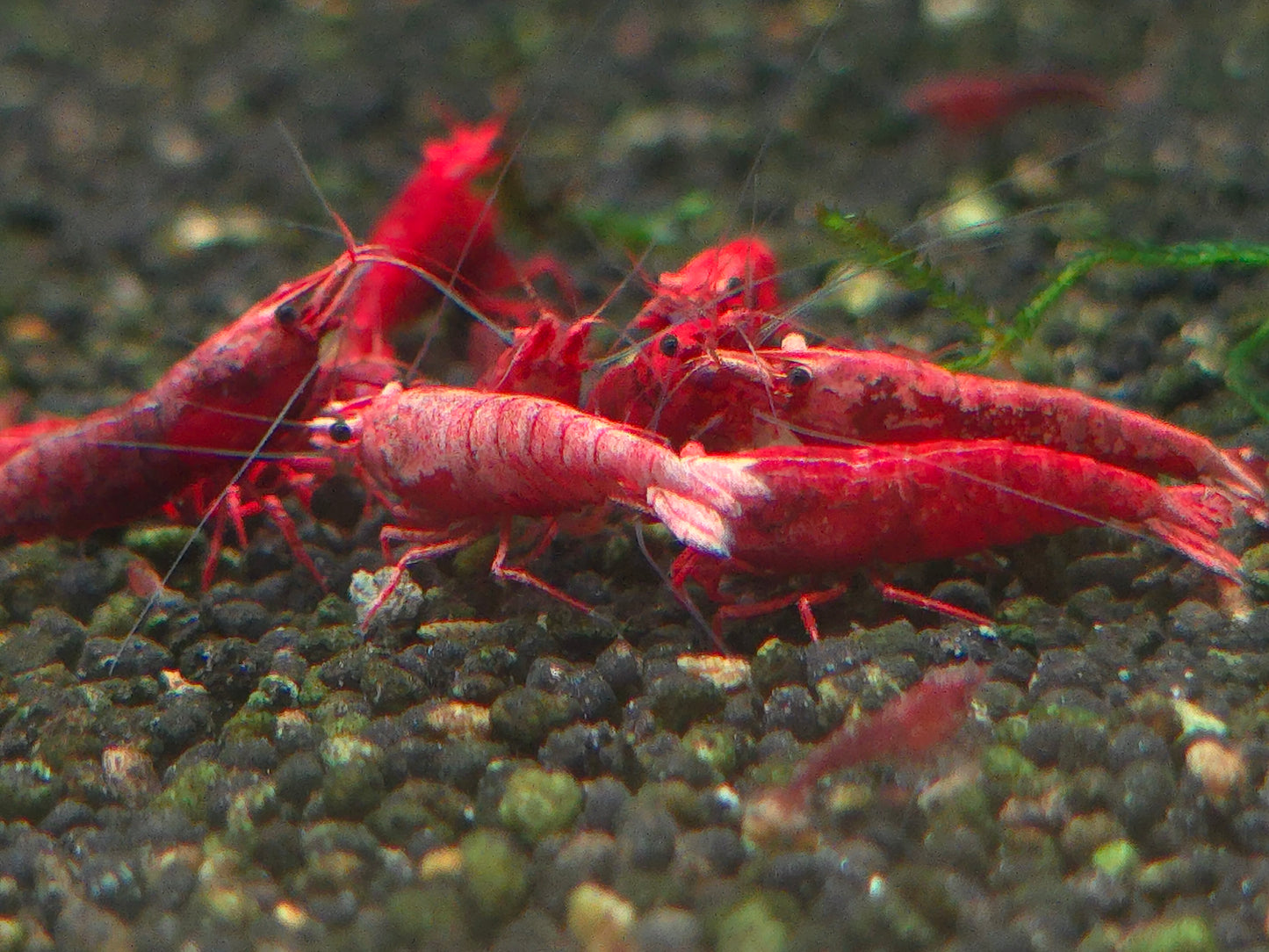 Fire Red Shrimp