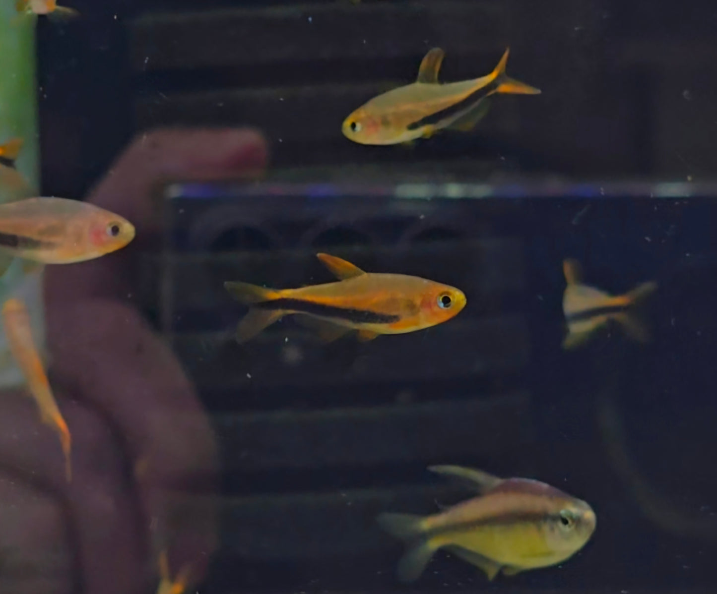 Inpaichthys sp. 'Black arrow (Bred)
