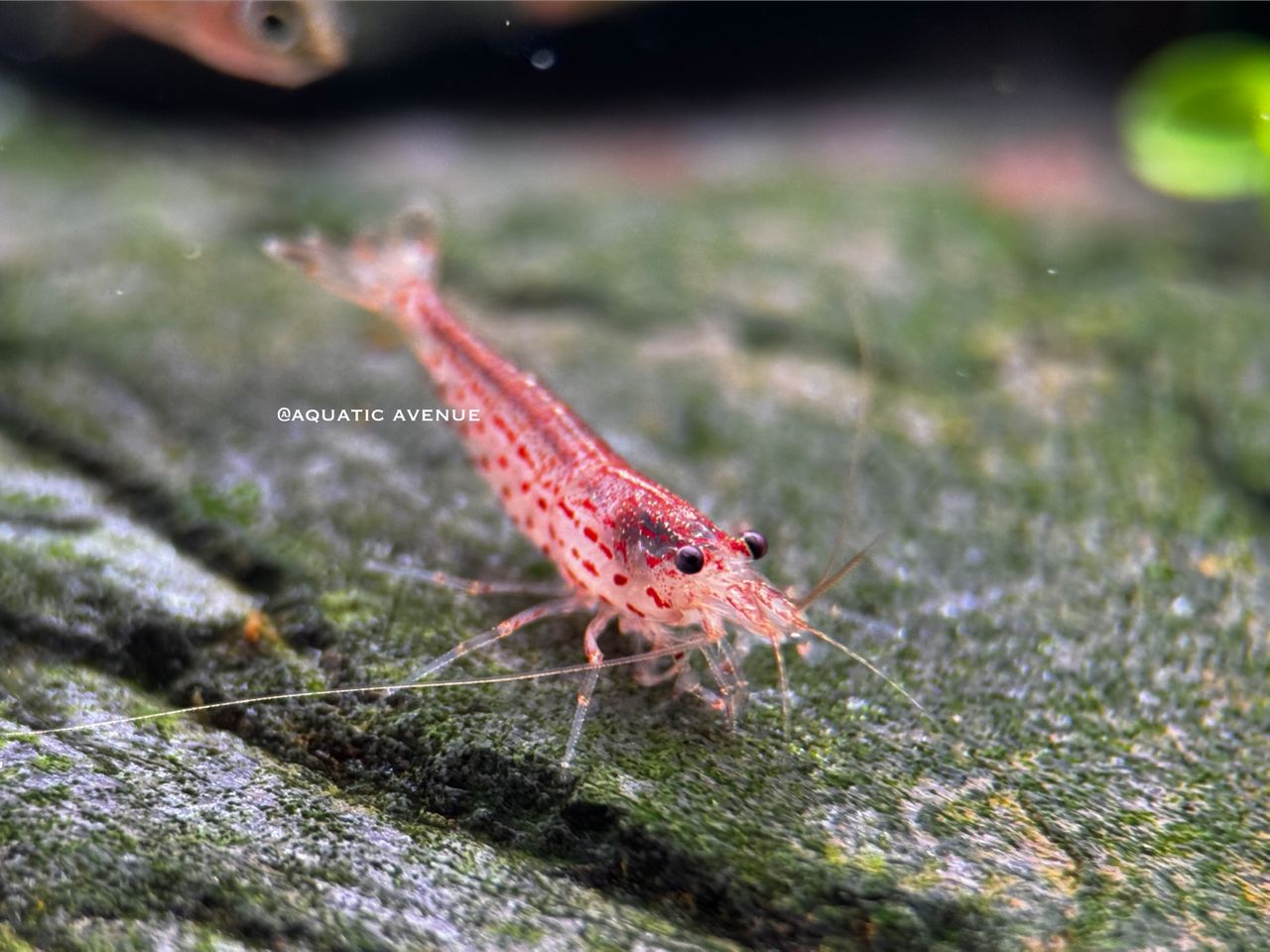 Caridina Multidenta "Red"