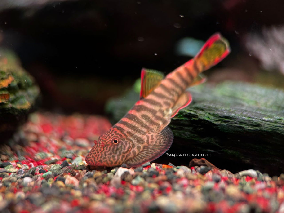 Gastromyzon sp. Flame tiger "Type II"