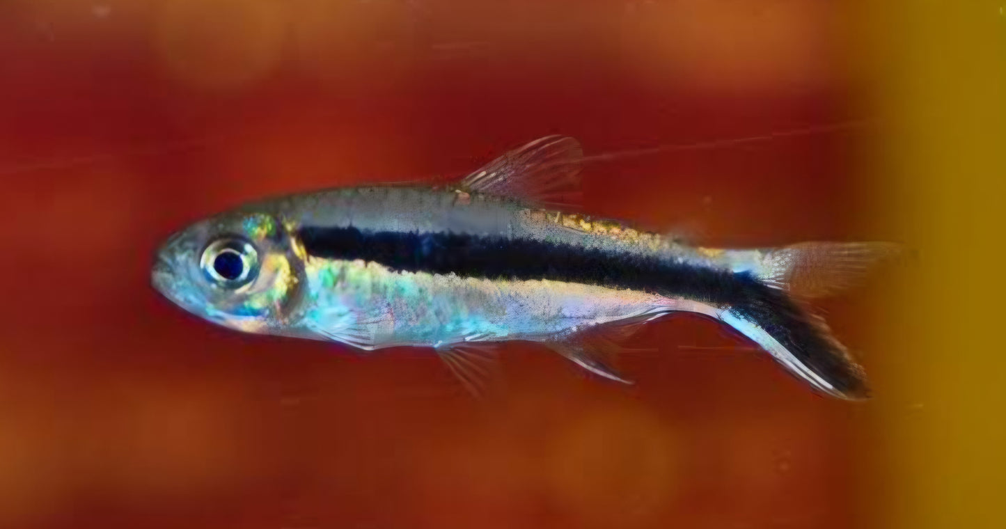 Penguin Tetra (Thayeria boehlkei)