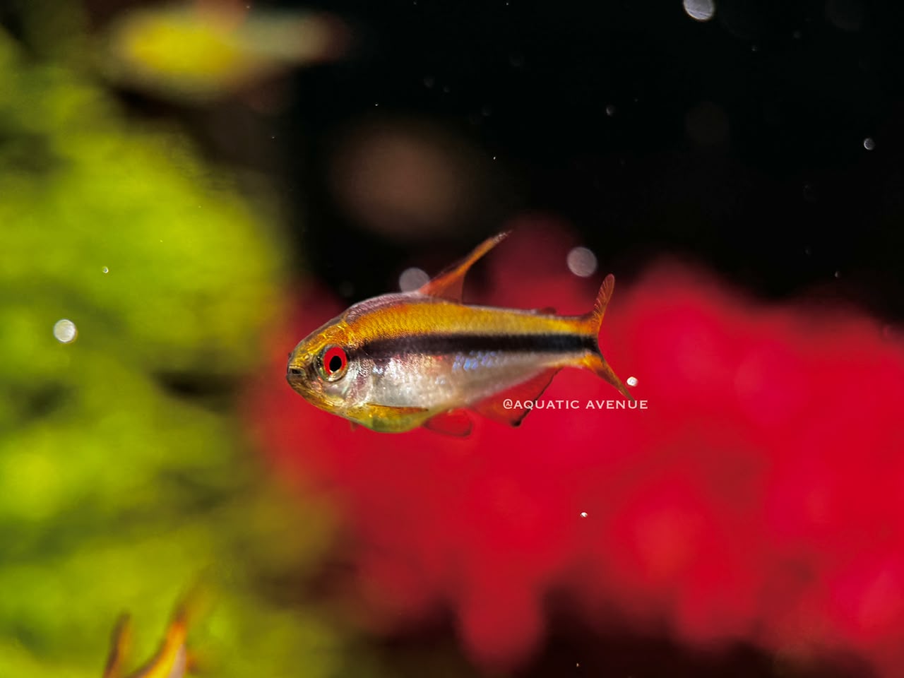 Hyphessobrycon notidanos 'Red eye'