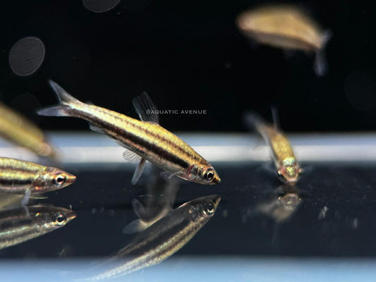 Nannostomus "Platinum"