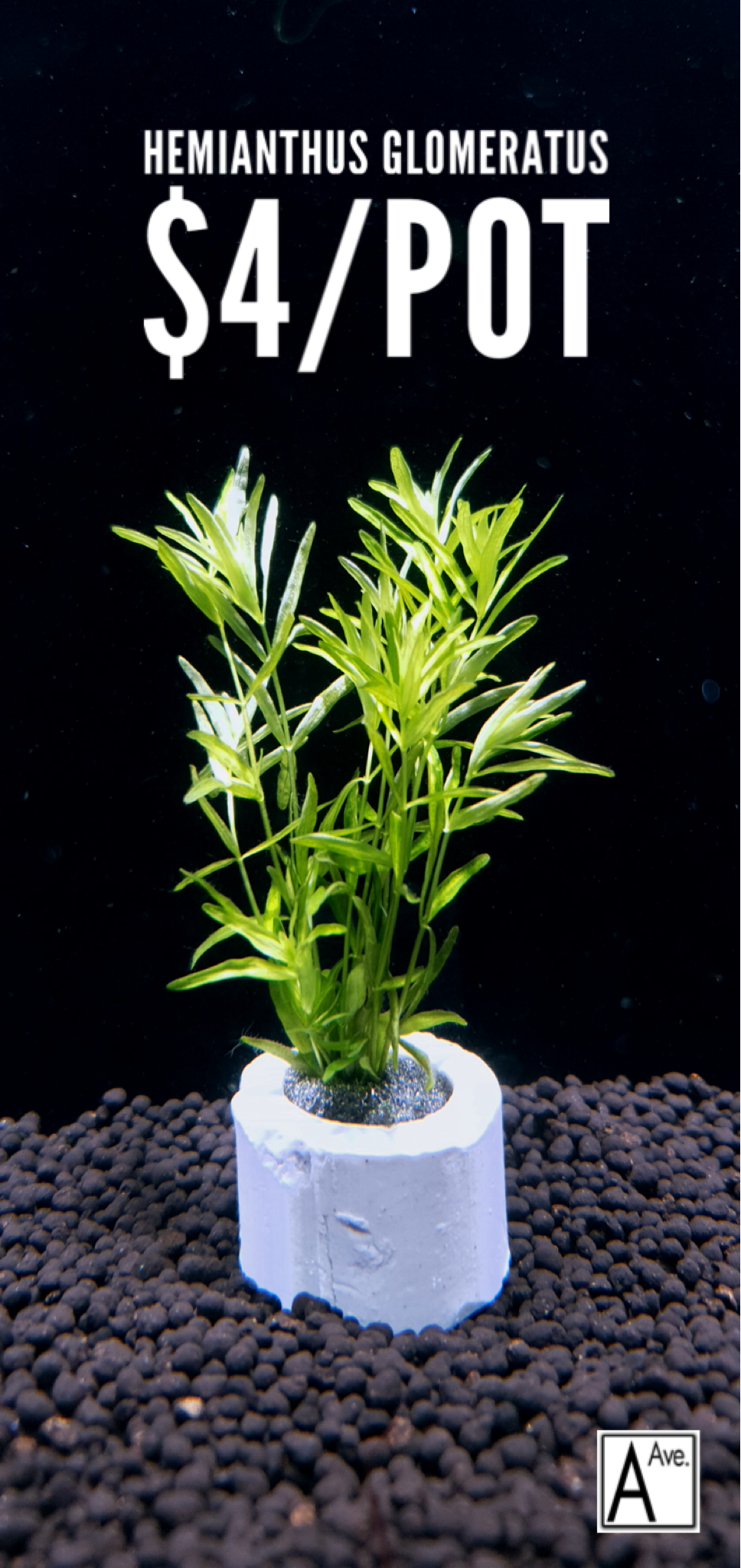 Hemianthus Glomeratus