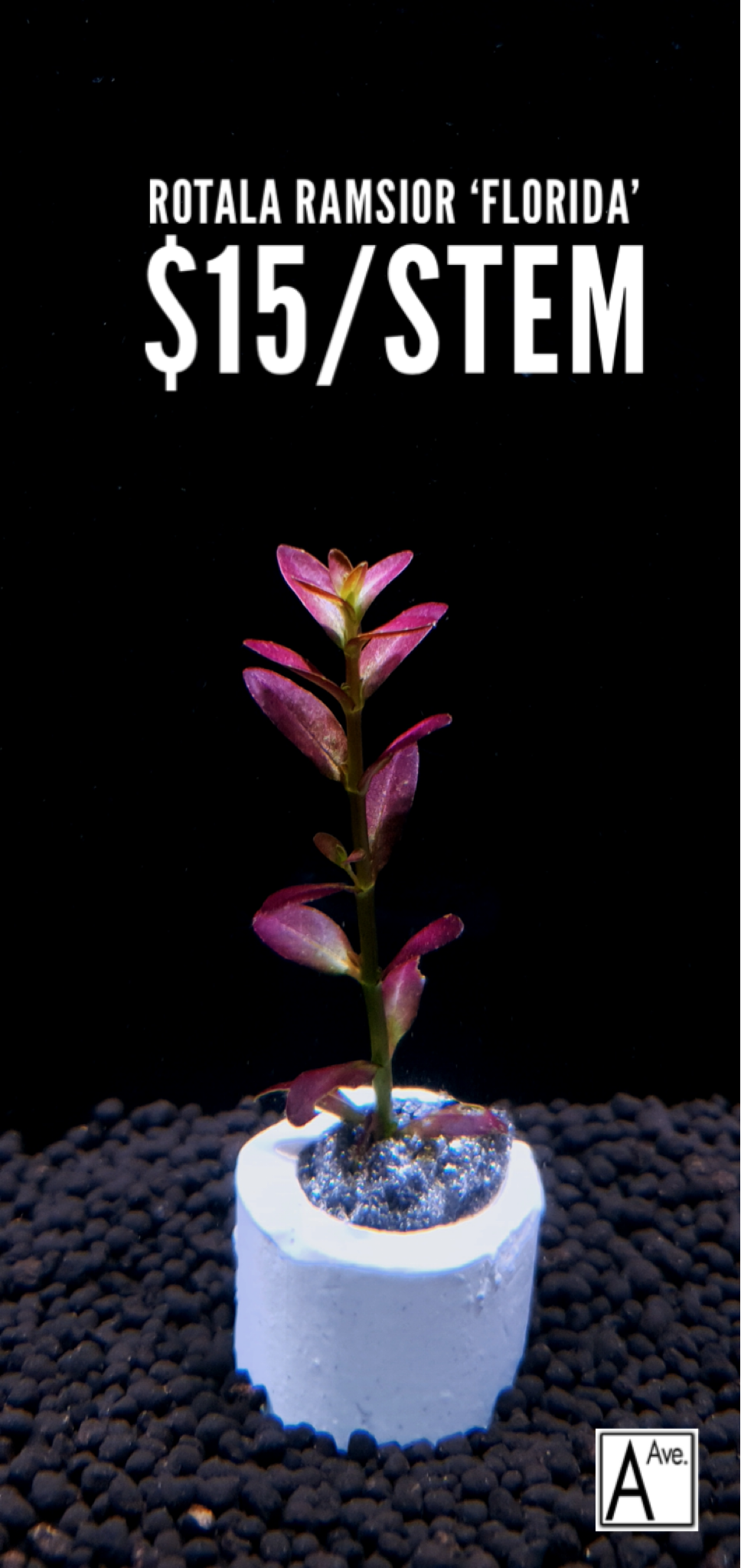 Rotala ramosior 'Florida'