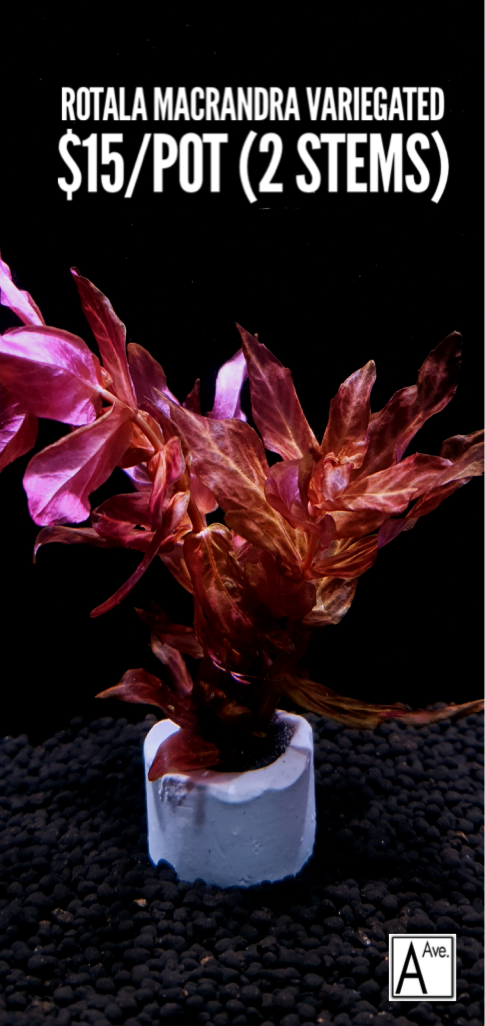 Rotala Macrandra Variegated