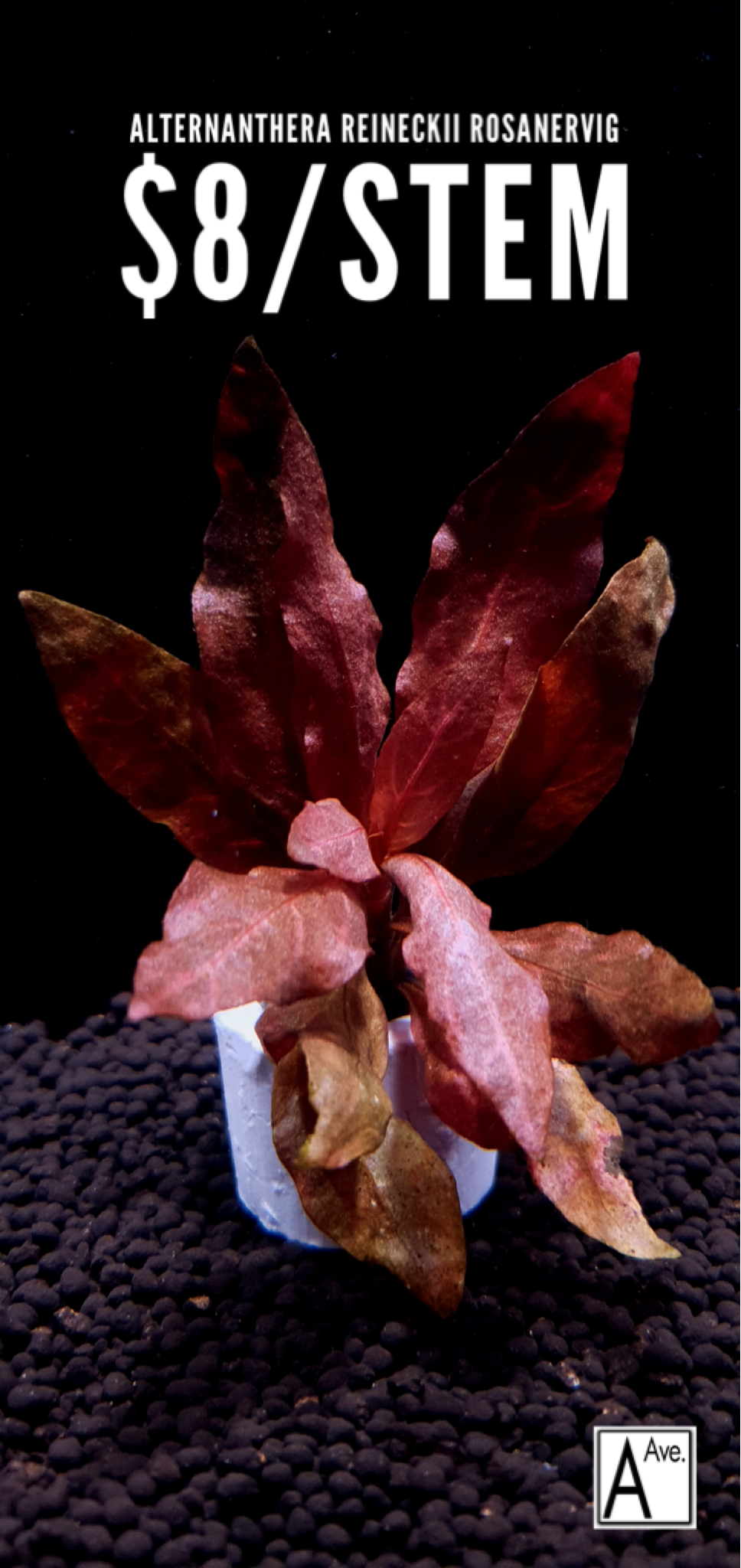 Alternanthera reineckii variegated