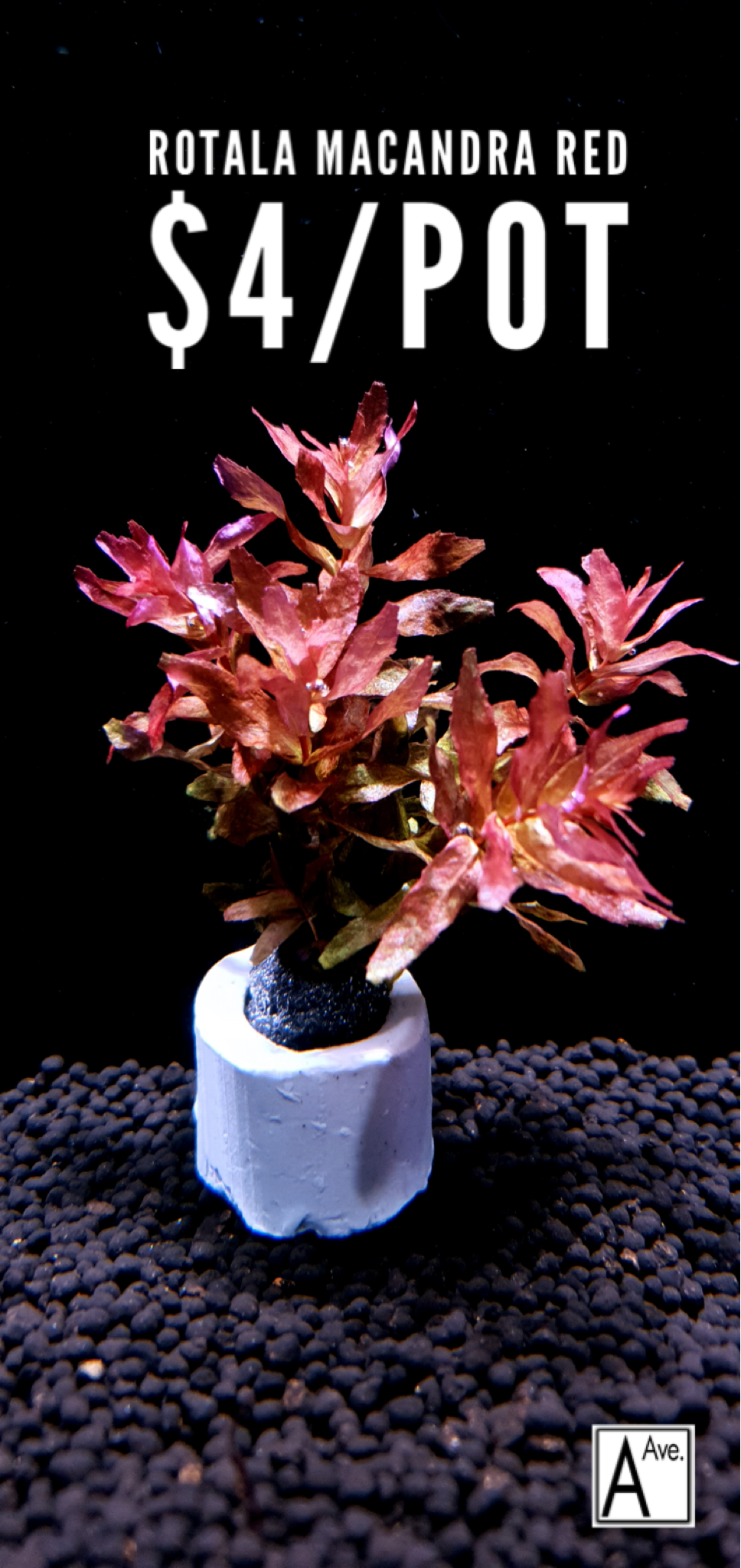 Rotala Macrandra Red
