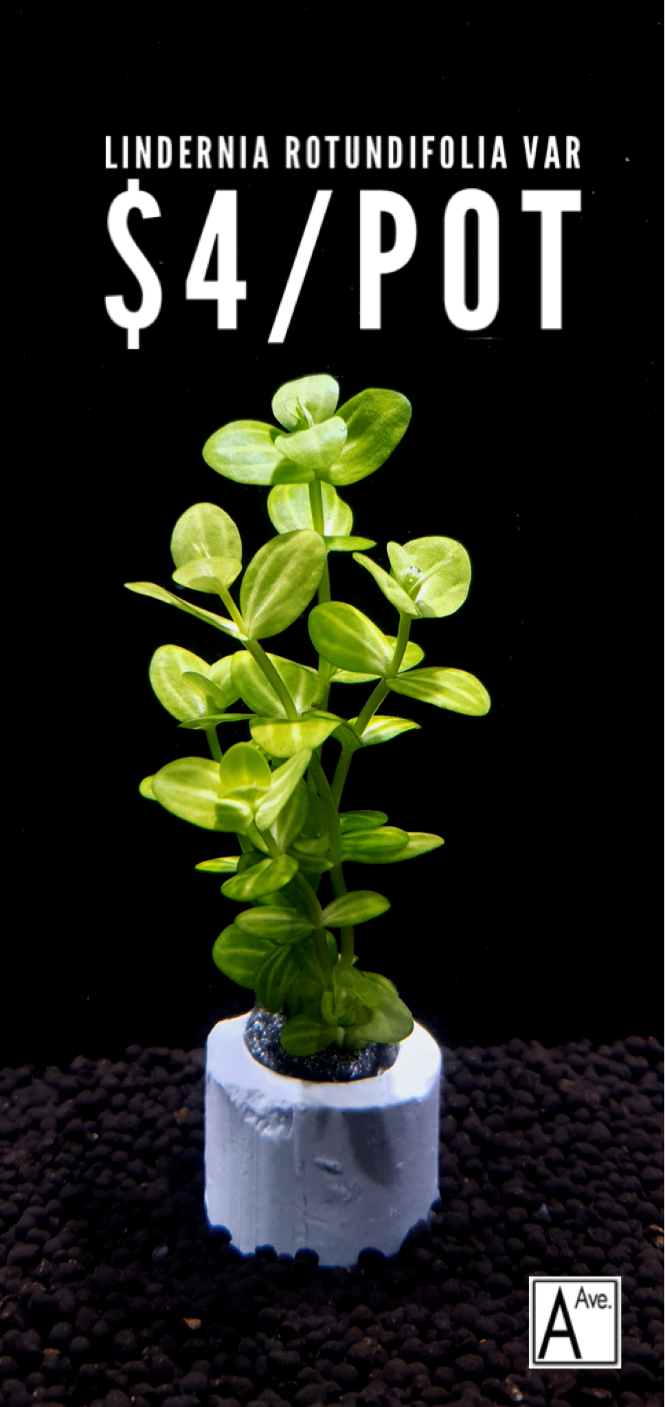 Lindernia rotundifolia