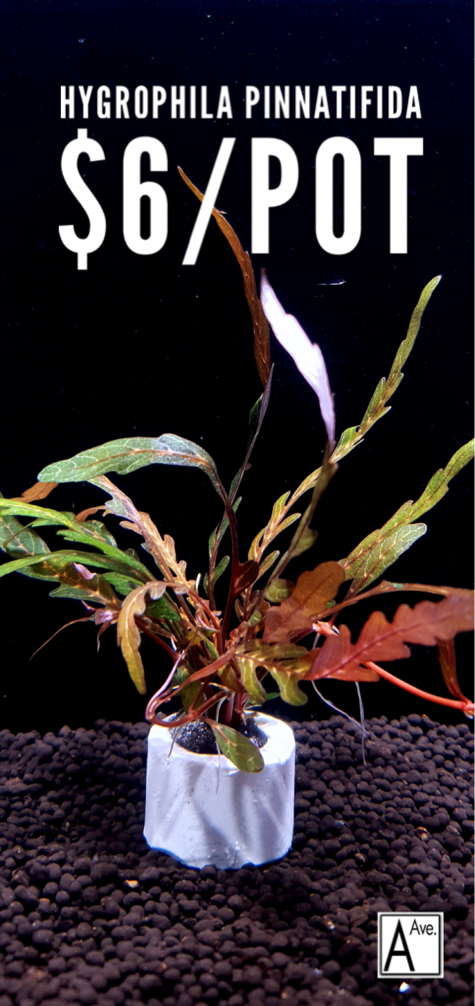 Hygrophila pinnatifida