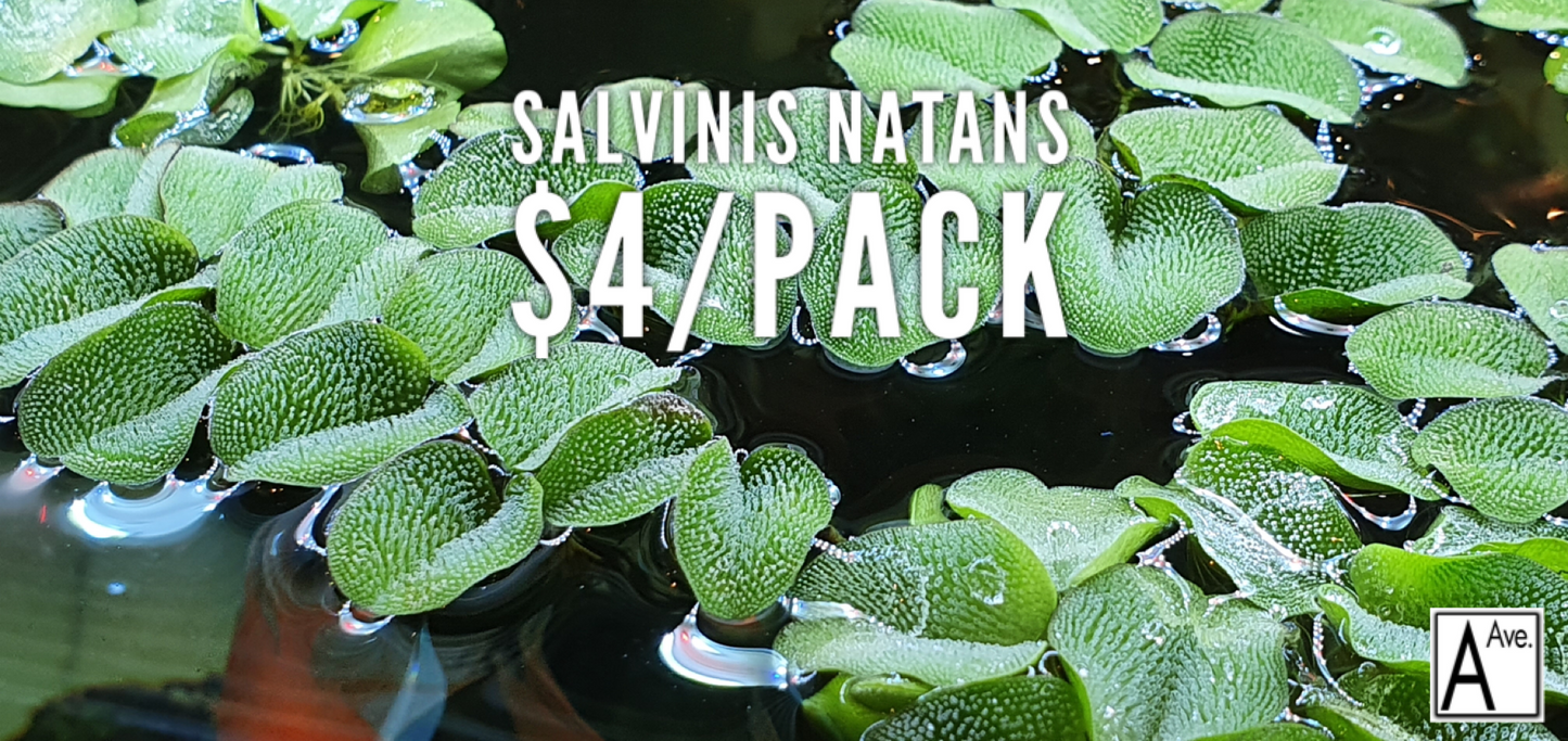 Salvinia natans