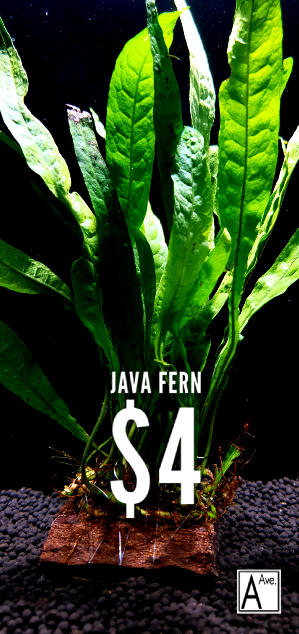 Java Fern