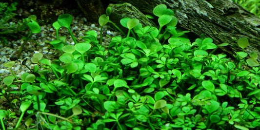 TROPICA 1-2 Grow TC (Marsilea hirsuta)