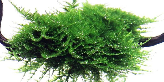 TROPICA 1-2 Grow TC (Vesicularia dubyana 'Christmas')