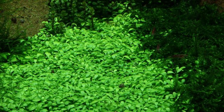 TROPICA 1-2 Grow TC (Glossostigma elatinoides)