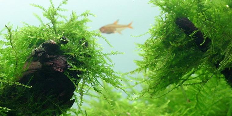 TROPICA 1-2 Grow TC (Taxiphyllum barbieri)