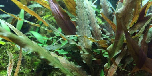 TROPICA 1-2 Grow TC (Cryptocoryne undulatus 'Red')
