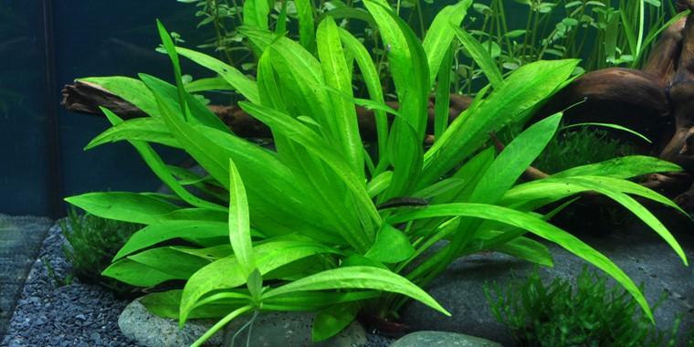 TROPICA 1-2 Grow TC (Helanthium 'Quadricostatus')