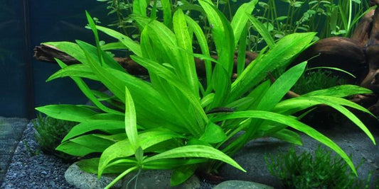TROPICA 1-2 Grow TC (Helanthium 'Quadricostatus')
