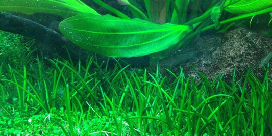 TROPICA 1-2 Grow TC (Littorella uniflora)