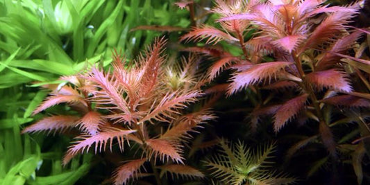 TROPICA 1-2 Grow TC (Proserpinaca palustris 'Cuba')
