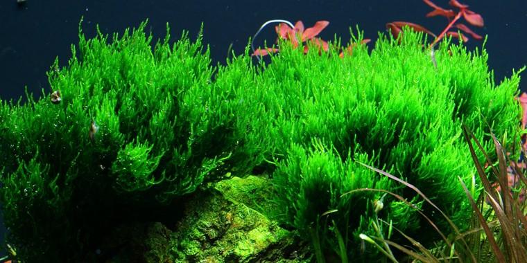 TROPICA 1-2 Grow TC (Taxiphyllum 'Flame')